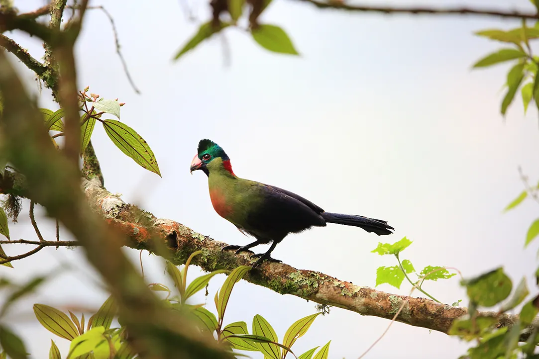 rwanda-bestplaces-nyungwe-_0004_05