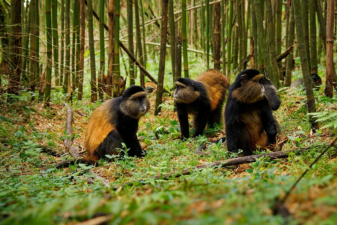 rwanda-bestplaces-volcanoes-_0000_01