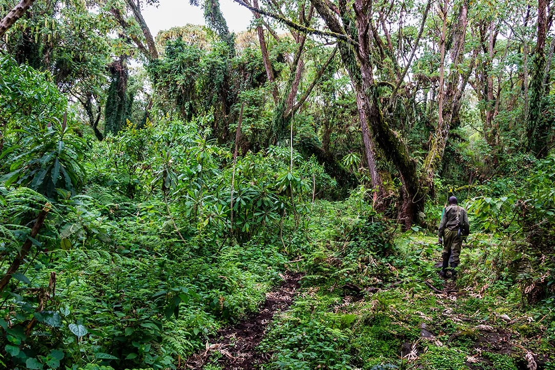 rwanda-bestplaces-volcanoes-_0003_04