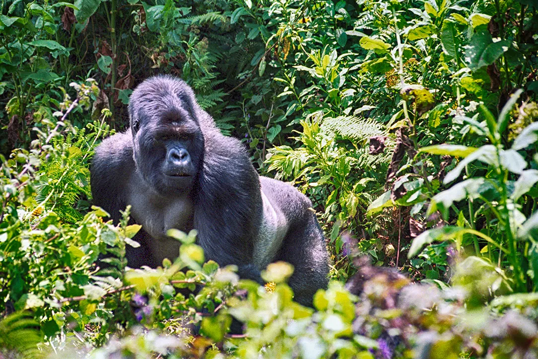 rwanda-bestplaces-volcanoes-_0004_05