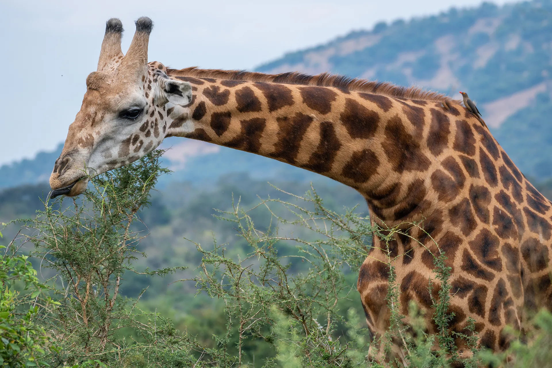 rwanda-header-img-_0012_13