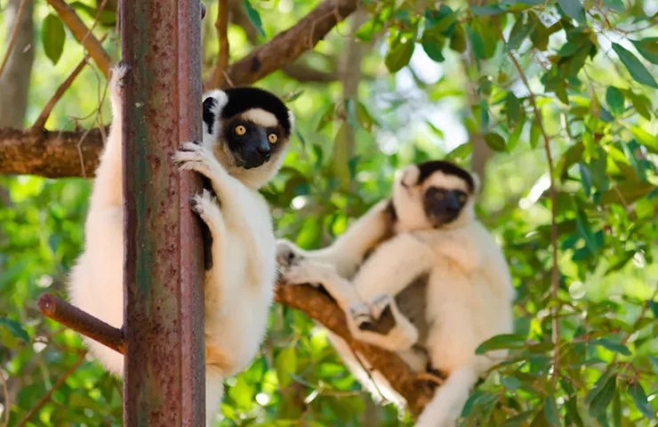 journey-onehit-13day-madagascar-beach-lemur-paradise-0003-0-6a82a6a2e03f7