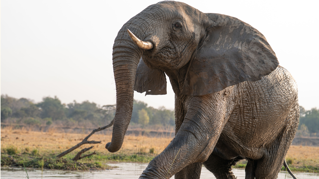 elephant slow travel slow travel elephant sightings