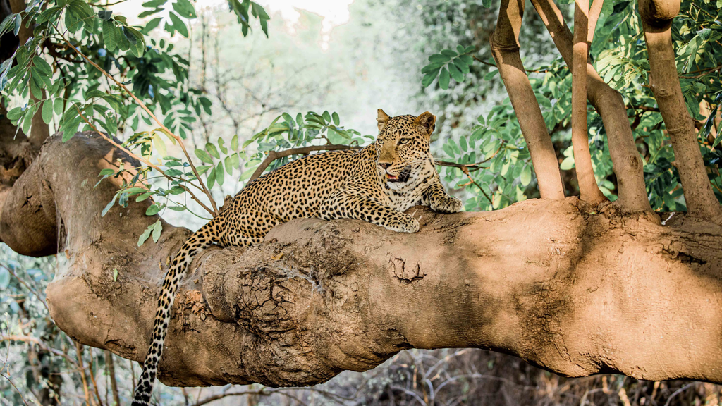 leopard slow travel leopard slow travel